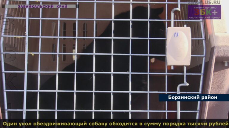 собаки-отлов