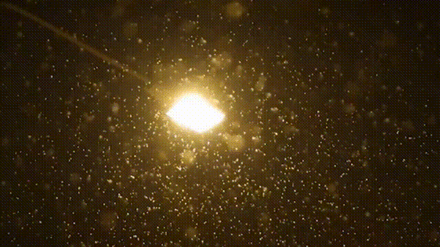 снег~1