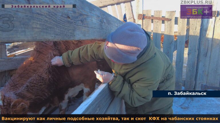 ветеринары прививки ящур