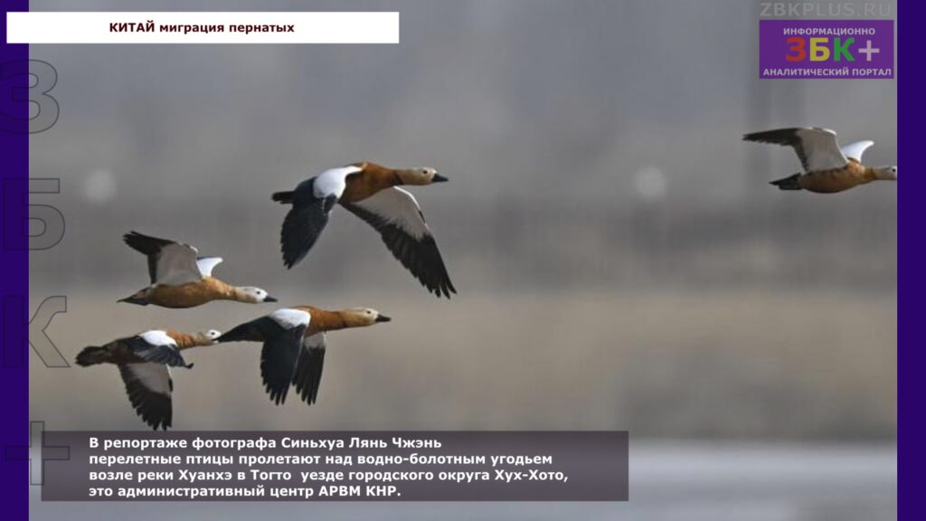 Миграция перелетных птиц КНР 2