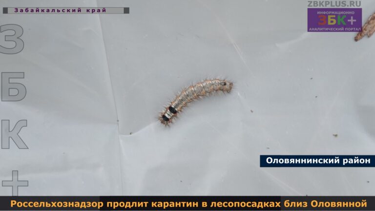 Сибирский шелкопряд