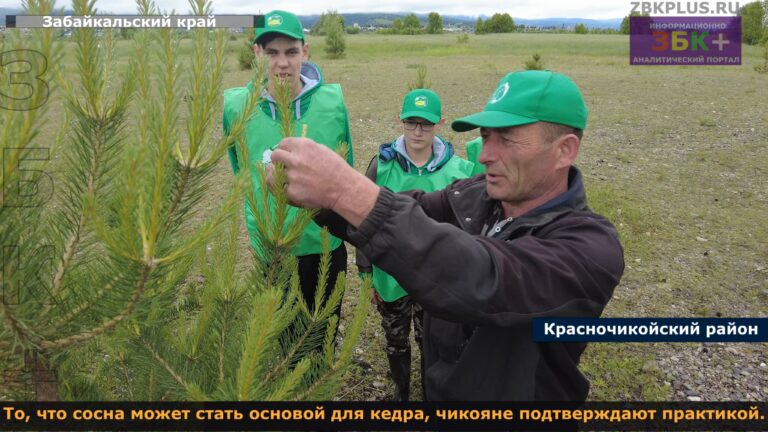 Красный Чикой прививка кедра на сосну