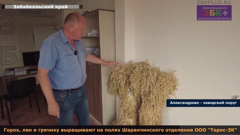 Терос ЗК посев 2024 года 4