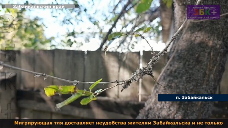 Забайкальск мошки 2024