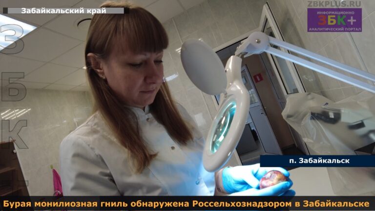 Россельхознадзор бурая монилиозная гниль
