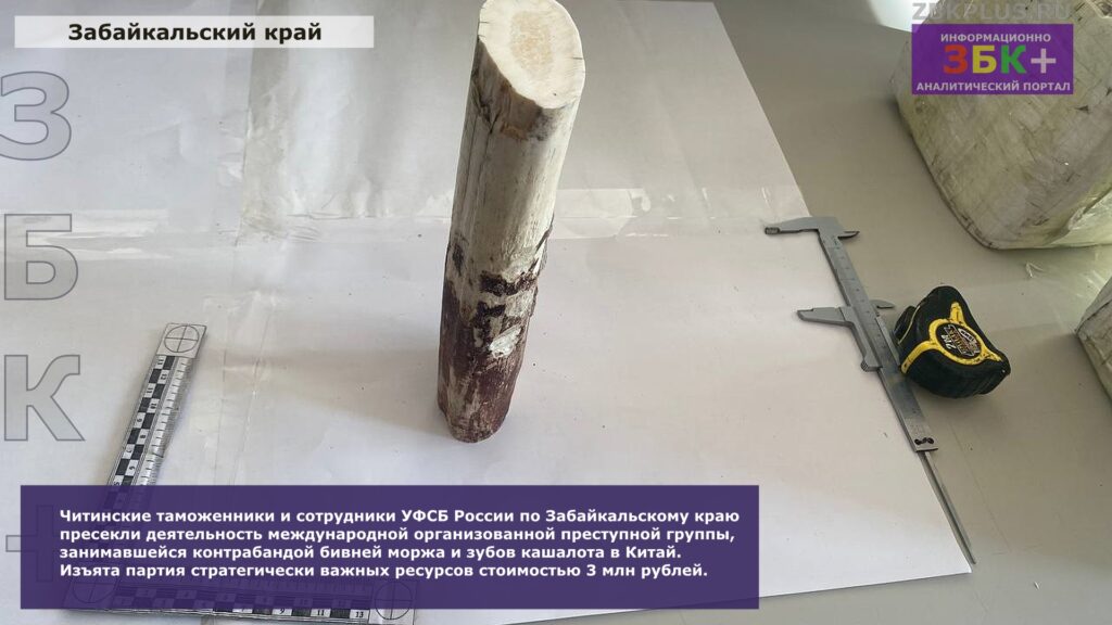Таможня контрабанда зубов кашалота