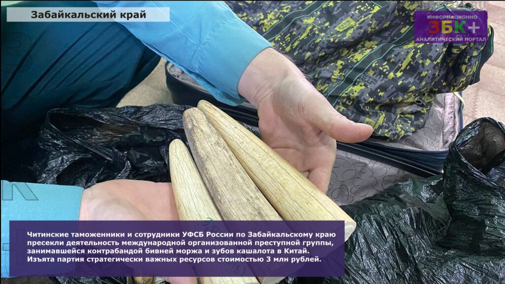 Таможня контрабанда зубов кашалота 2