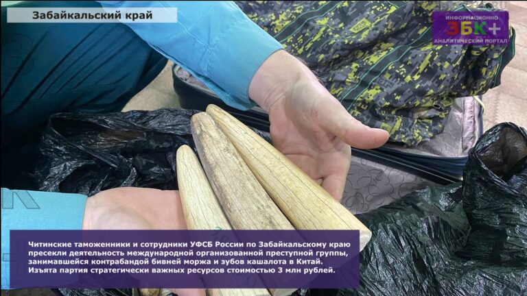 Таможня контрабанда зубов кашалота 2