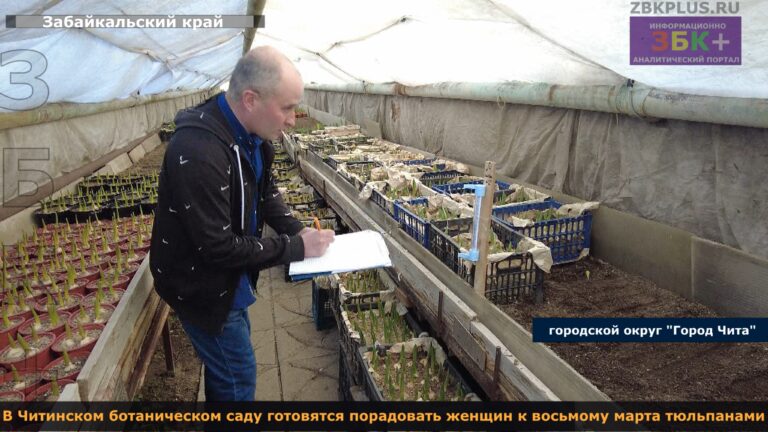 Чита ботанический сад тюльпаны 2