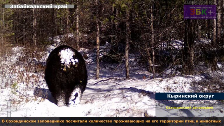 Сохондинский заповедник ЗМУ 2025