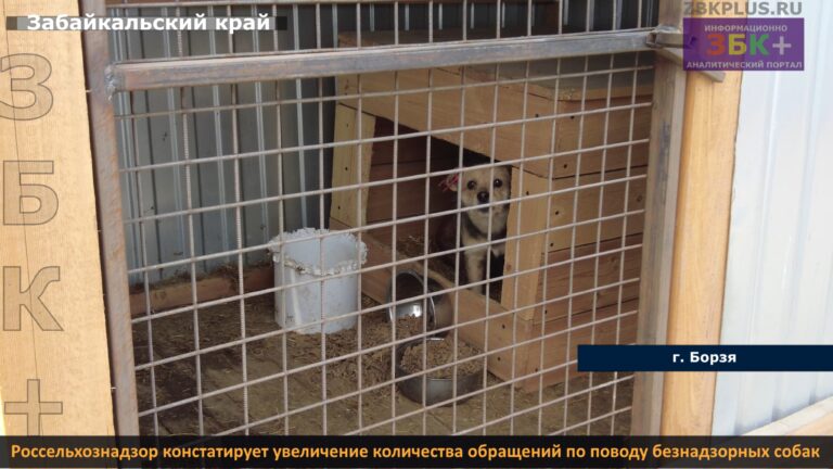Россельхознадзор бродячие собаки 1