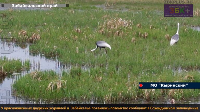 Заповедник Сохондинский журавли даурские