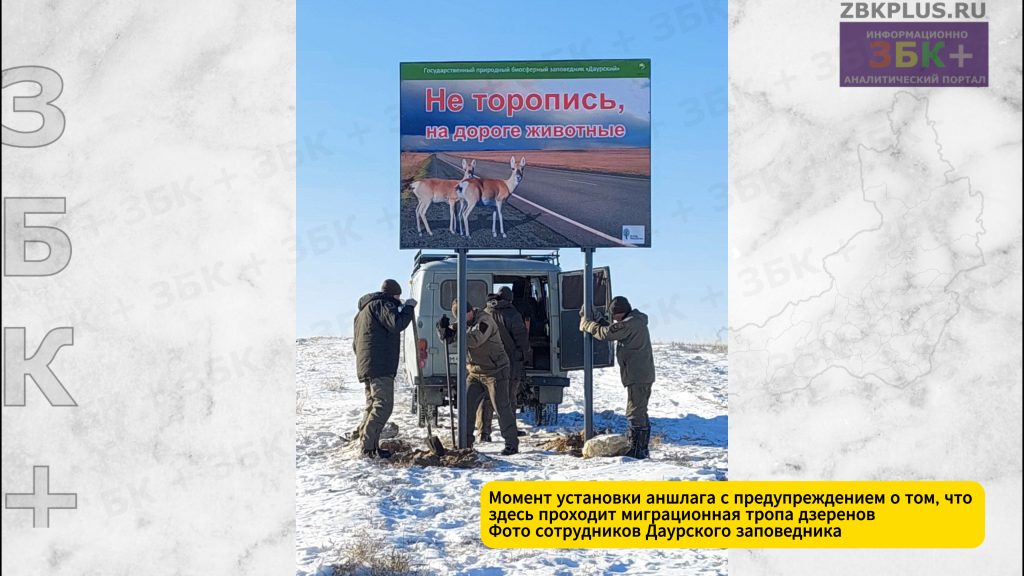 Дзерены аншлаги на дороге
