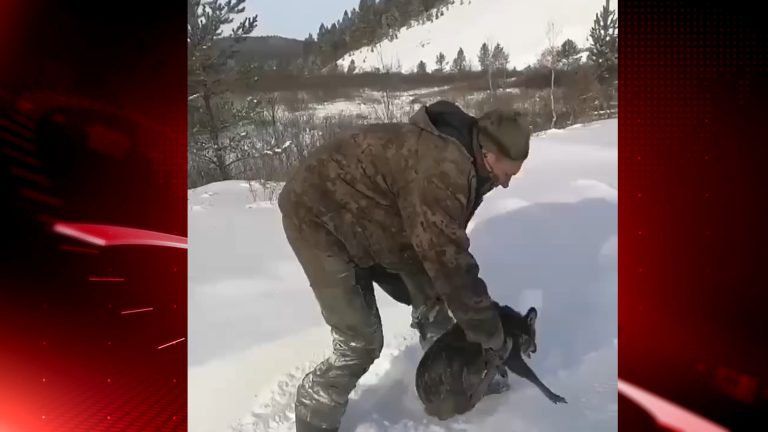 Спасение кабарги