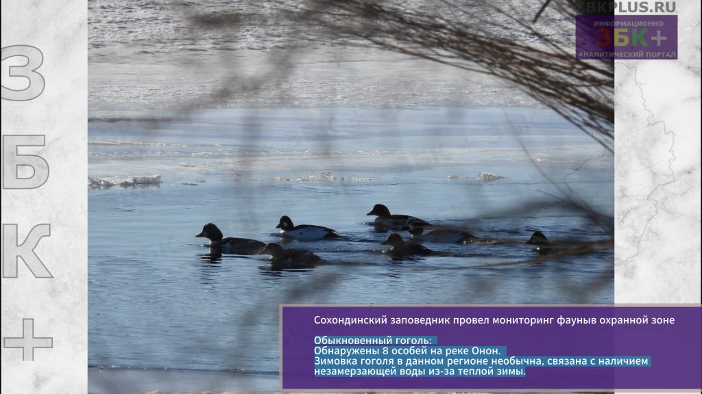 Сохондинский заповедник мониторинг-3