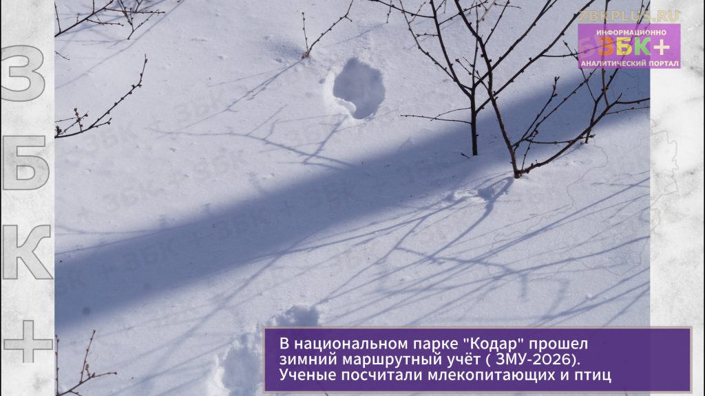 Кодар ЗМУ-2026 фото-1