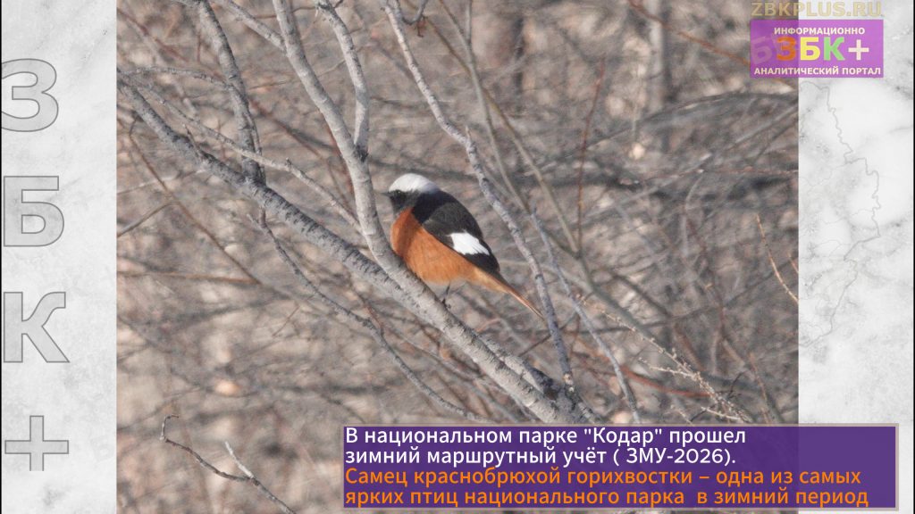 Кодар ЗМУ-2026 фото 3