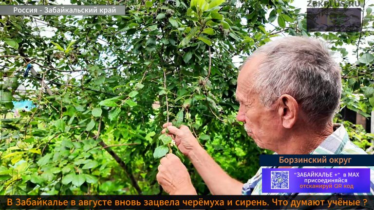 Август зацвела черёмуха