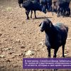 Программа Социальная отара в Забайкалье