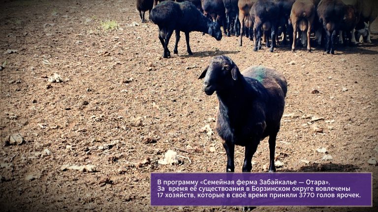 Программа Социальная отара в Забайкалье