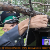 Россельхознадзор усачи 2026