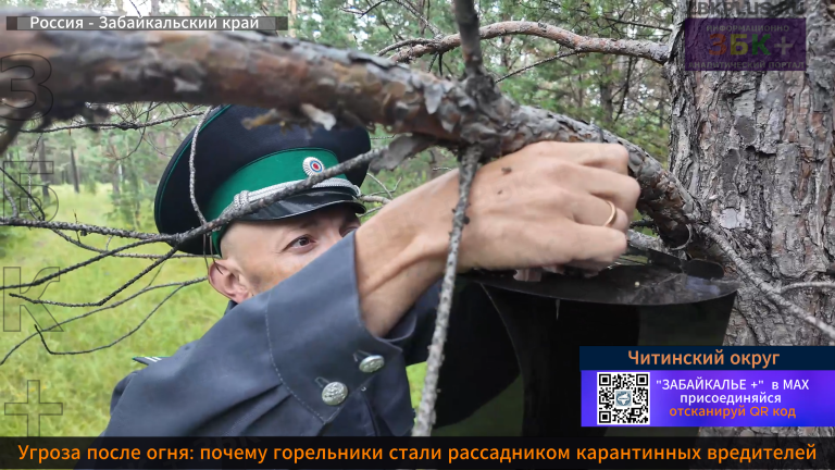 Россельхознадзор усачи 2026