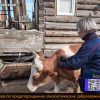 Борзинский округ работа ветеринаров