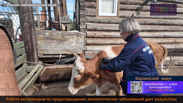 Борзинский округ работа ветеринаров