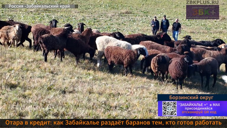 Забайкалье социальная отара 3